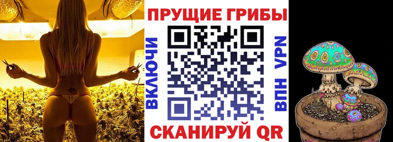 Галлюциногенные грибы Psilocybine cubensis Шали